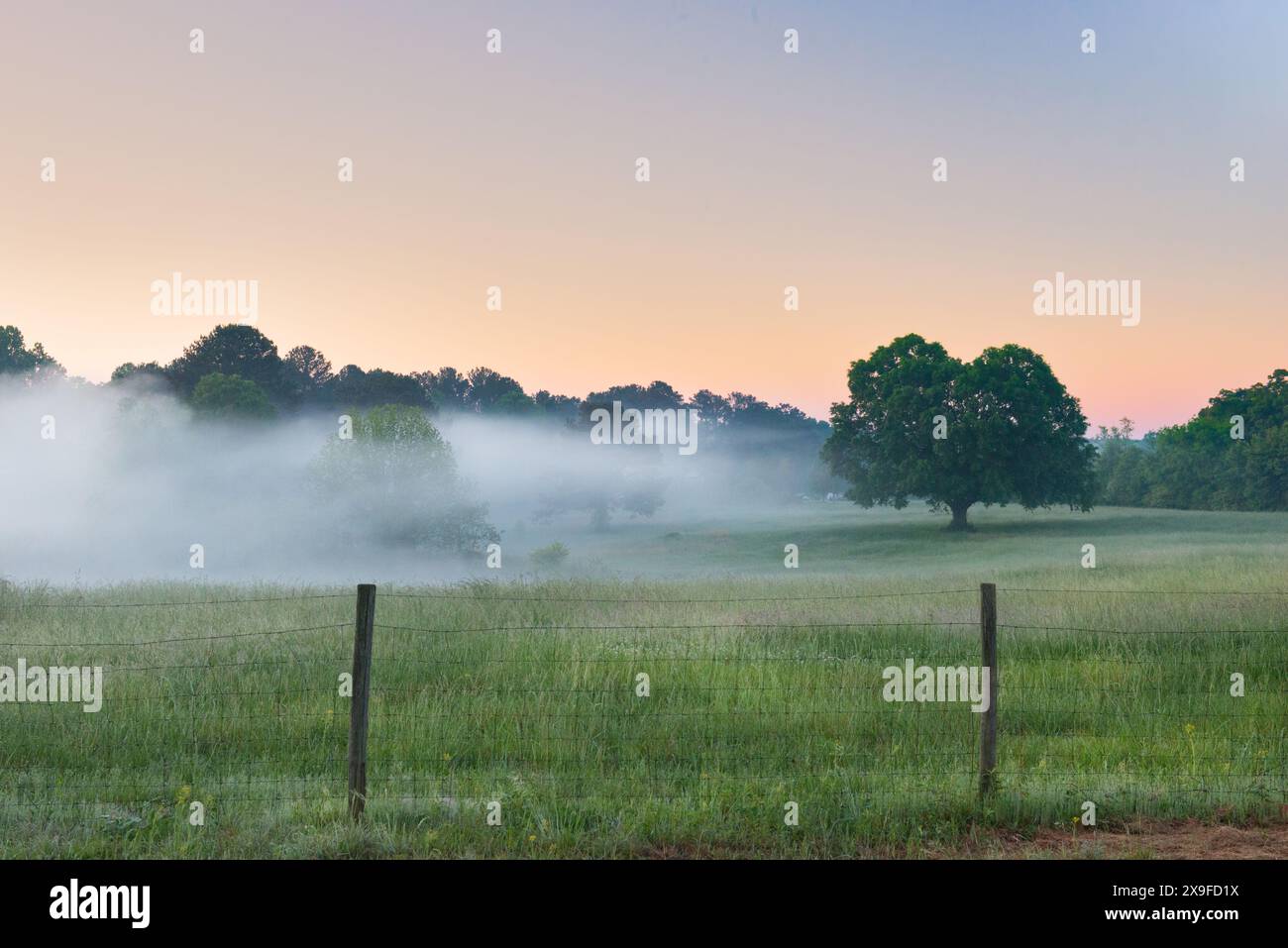 Pasture Morning Foggy forest morning sunrise nature hi-res stock photography and images ...