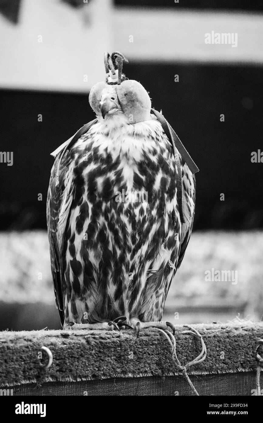 Falcon at the falcon market in Doha, Qatar Stock Photo