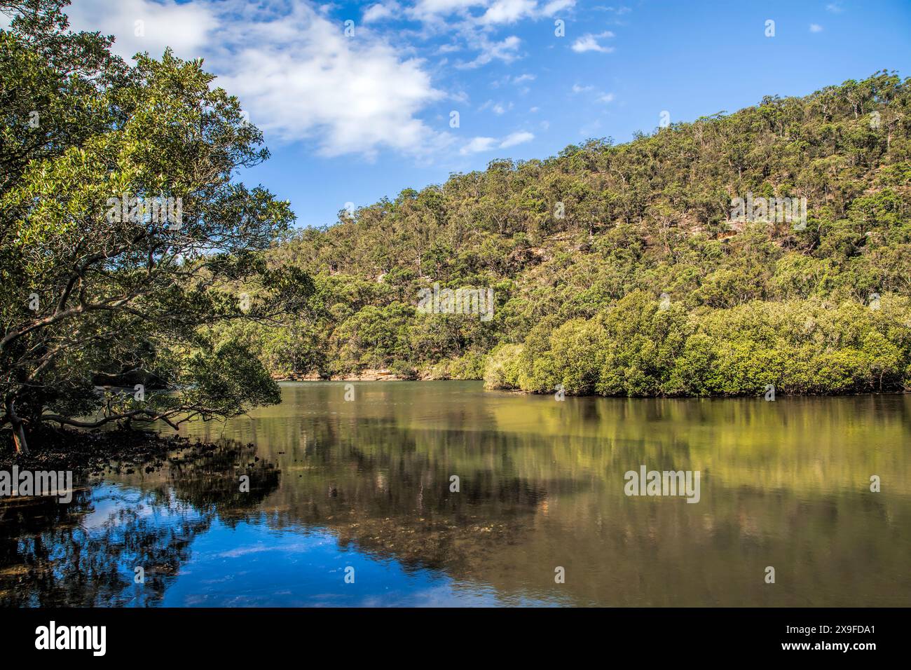 Lush waterfront landscape, Ku-ring-gai Chase National Park near Sydney, New South Wales, Australia Stock Photo