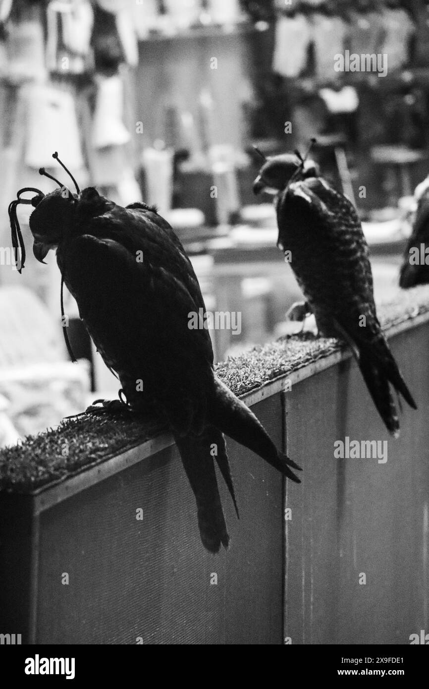 Falcons at the falcon market in Doha, Qatar Stock Photo