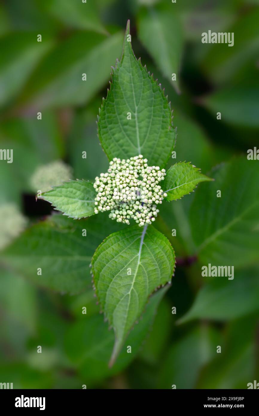 Closeup of flowers buds of Hydrangea (unknown variety) in a garden in early summer Stock Photo