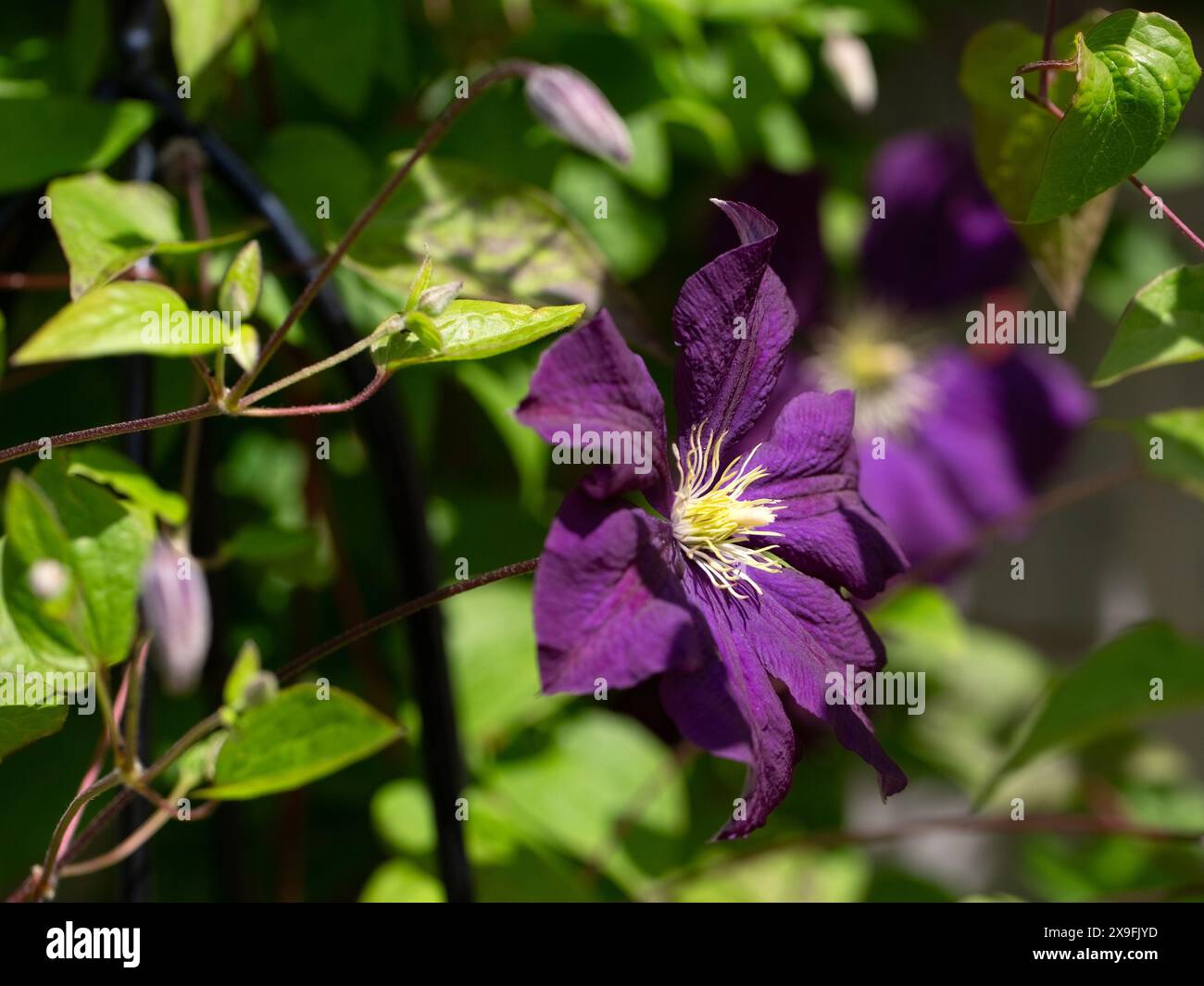 Closeup of flower of Clematis × jackmanii in a garden in early summer Stock Photo