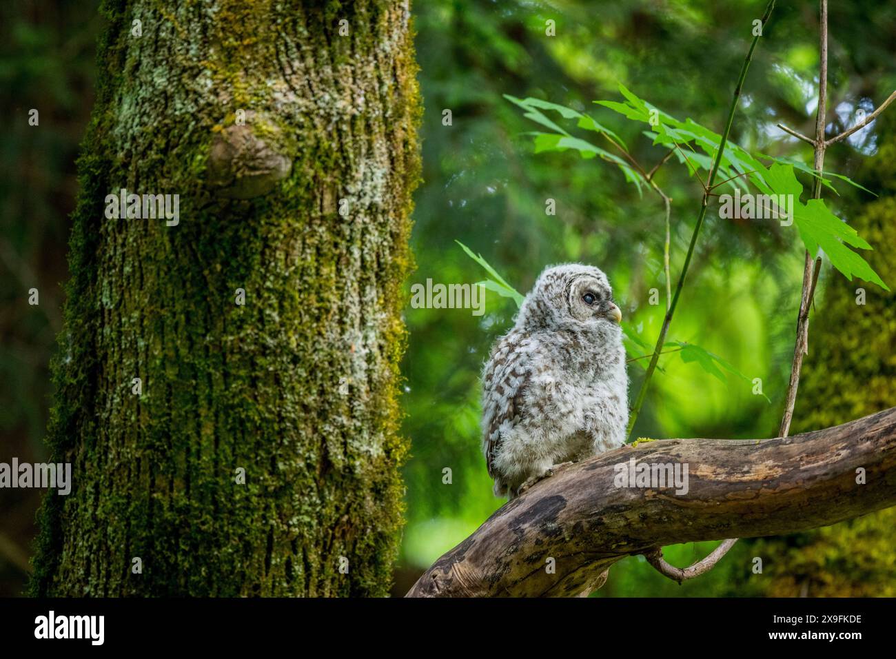 Strix Vari A newly fletched juvenile barred owl (Strix varia), also known as the ...