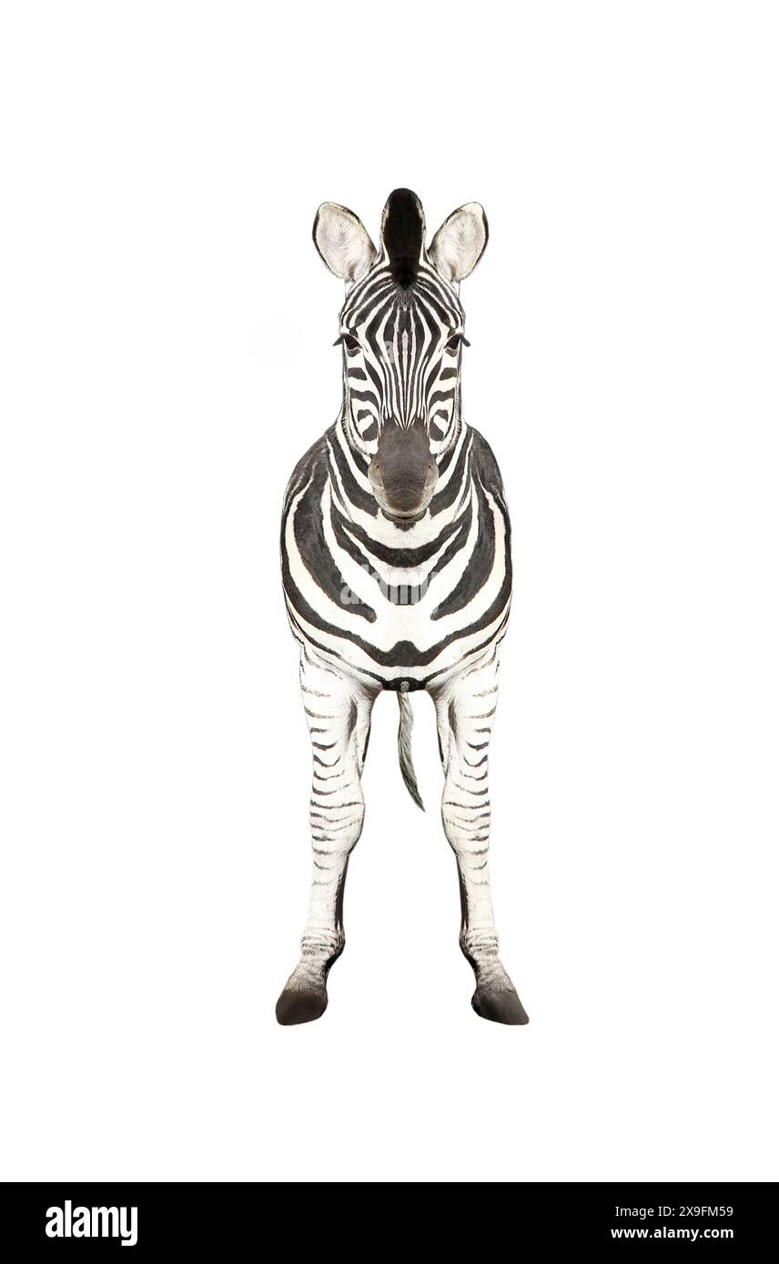 Zebra side view Cut Out Stock Images & Pictures - Alamy