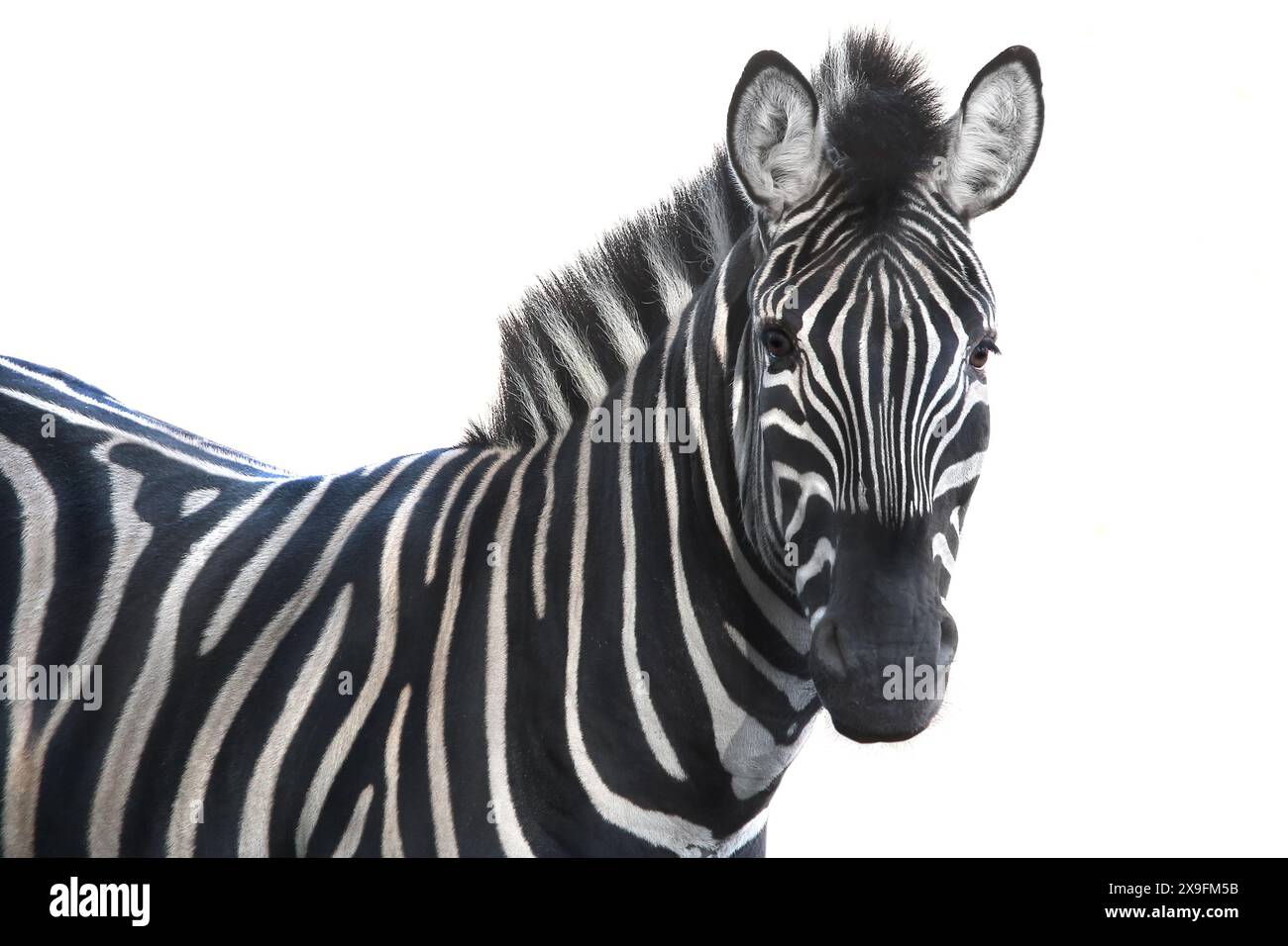 portrait Zebra a on white background Stock Photo - Alamy