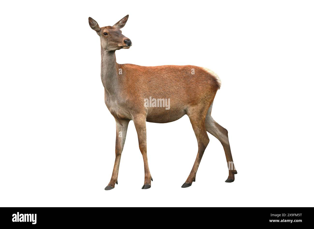deer isolated on a white background Stock Photo - Alamy