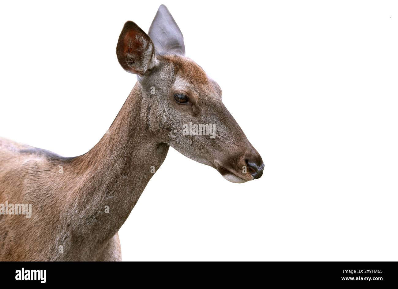 portrait deer isolated on a white background Stock Photo - Alamy