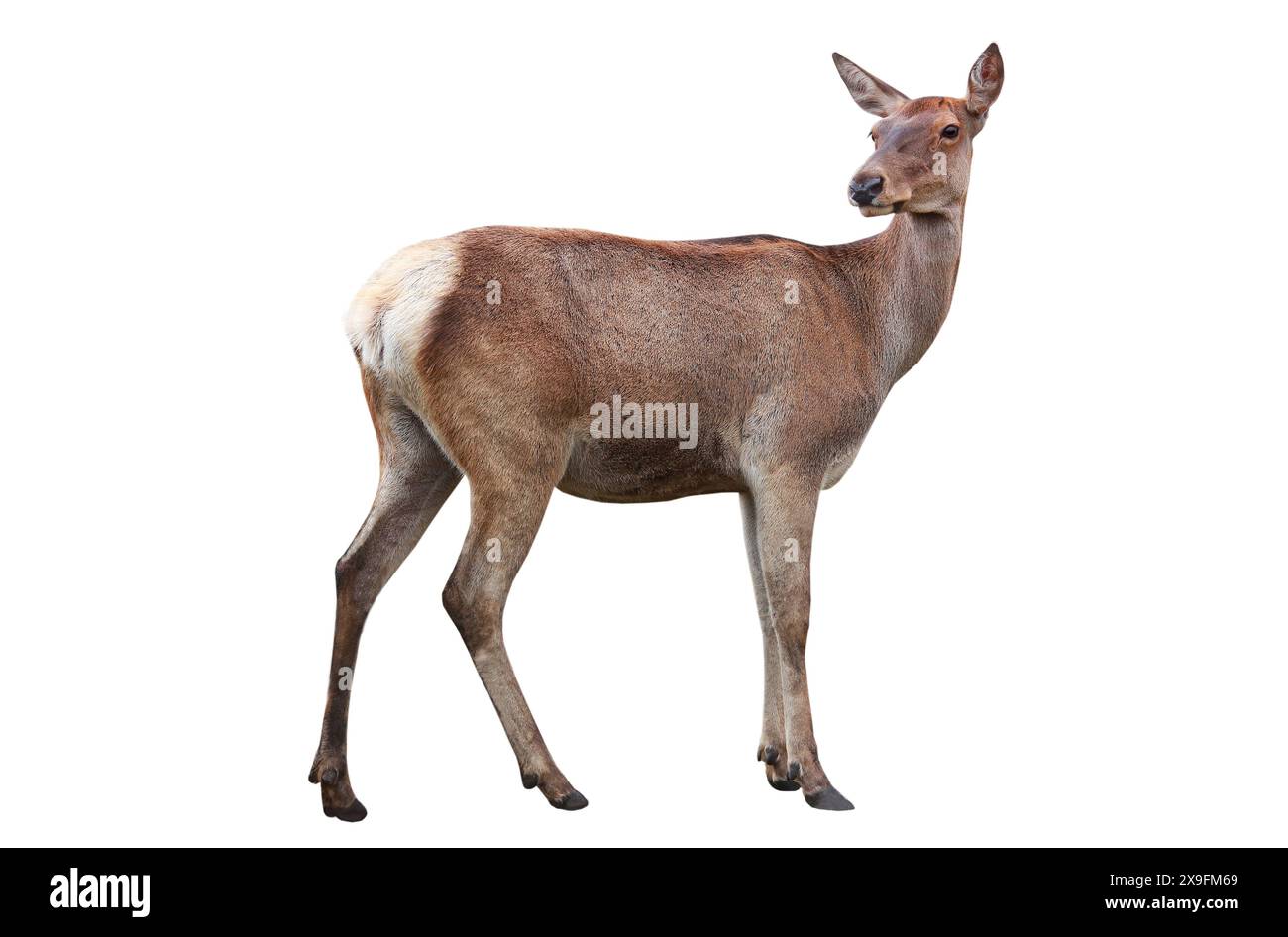 deer isolated on a white background Stock Photo - Alamy
