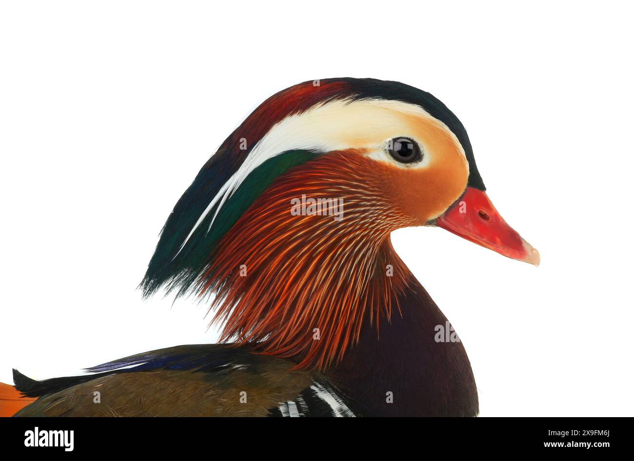 portrait male mandarin duck isolated on white background Stock Photo ...
