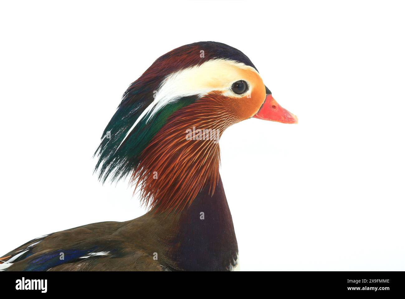 portrait mandarin duck isolated on white background Stock Photo - Alamy