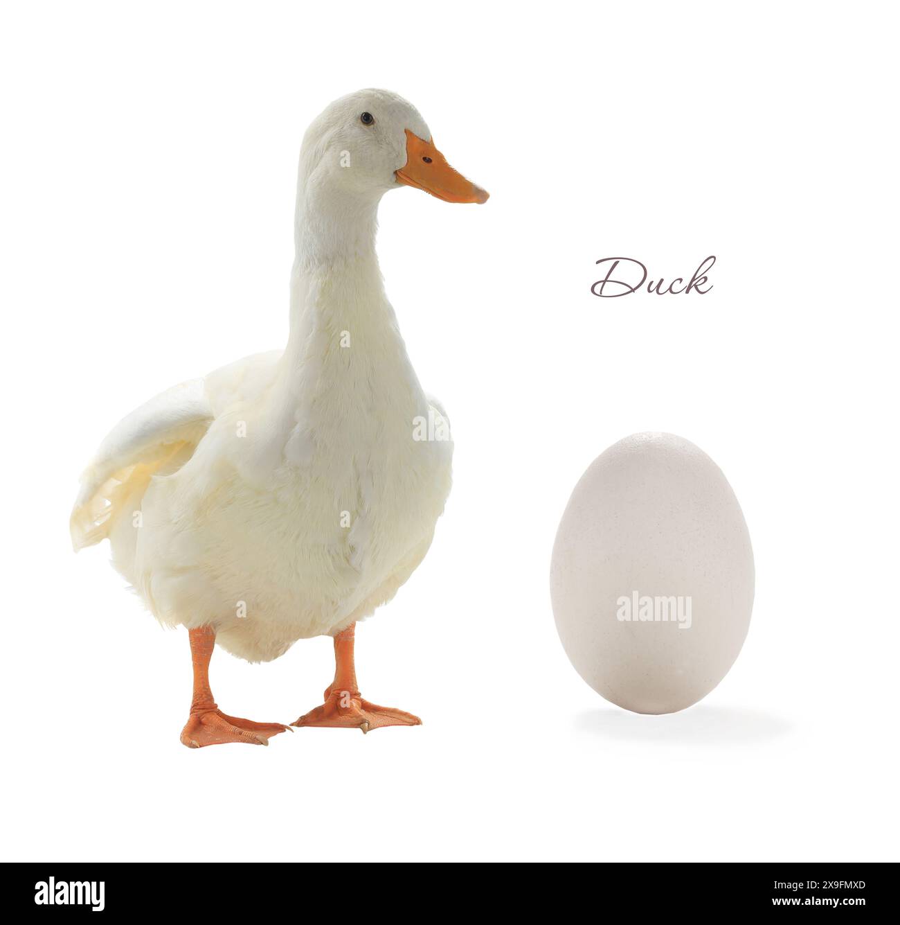 egg Duck on a white background Stock Photo