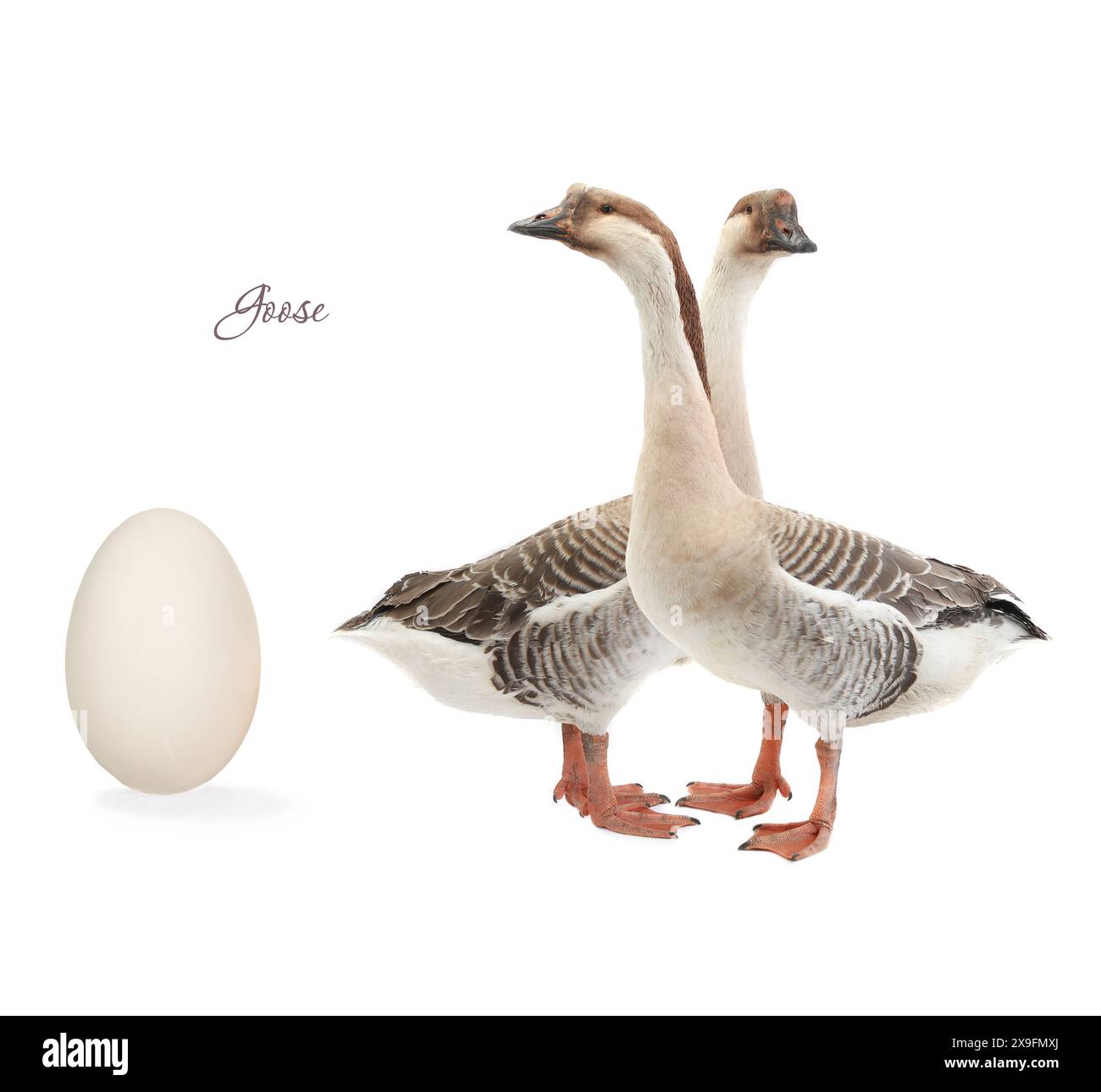 egg goose on a white background Stock Photo