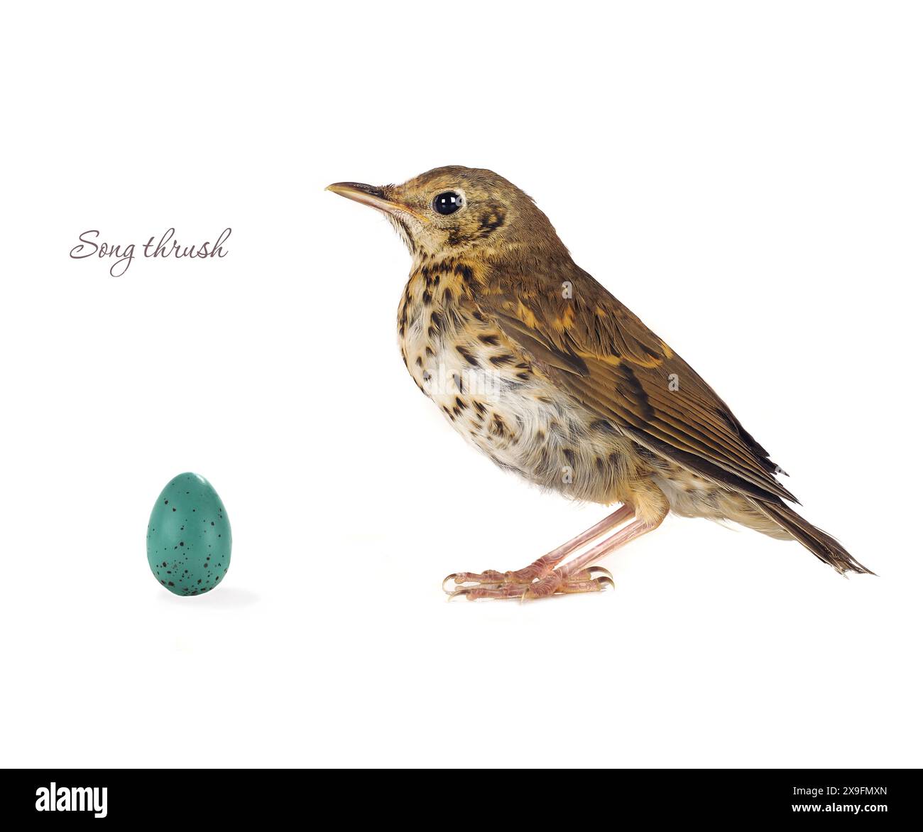 Egg thrush hi-res stock photography and images - Alamy