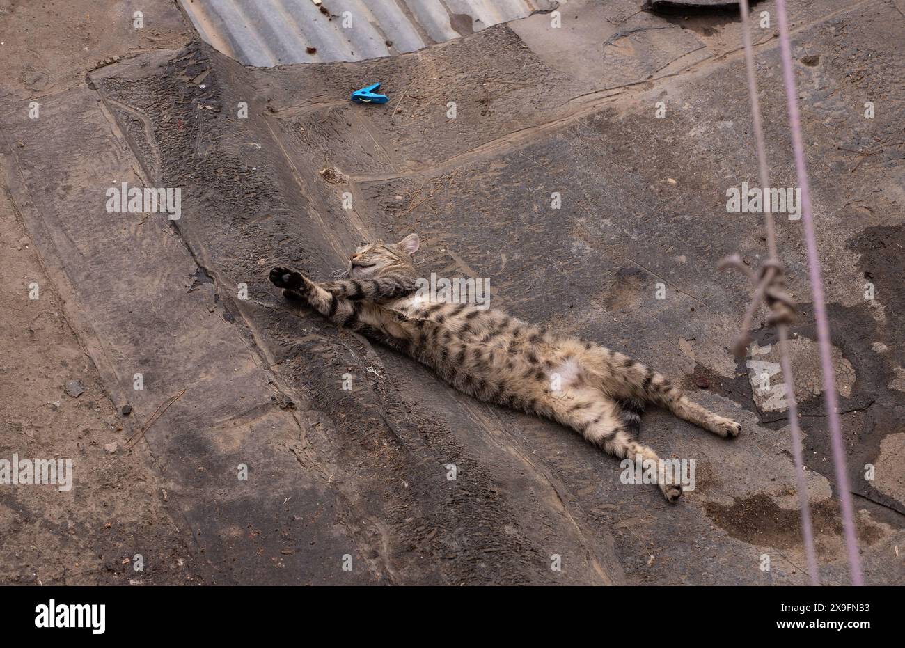 Street gray cat sleeping sweetly on his back Stock Photo - Alamy