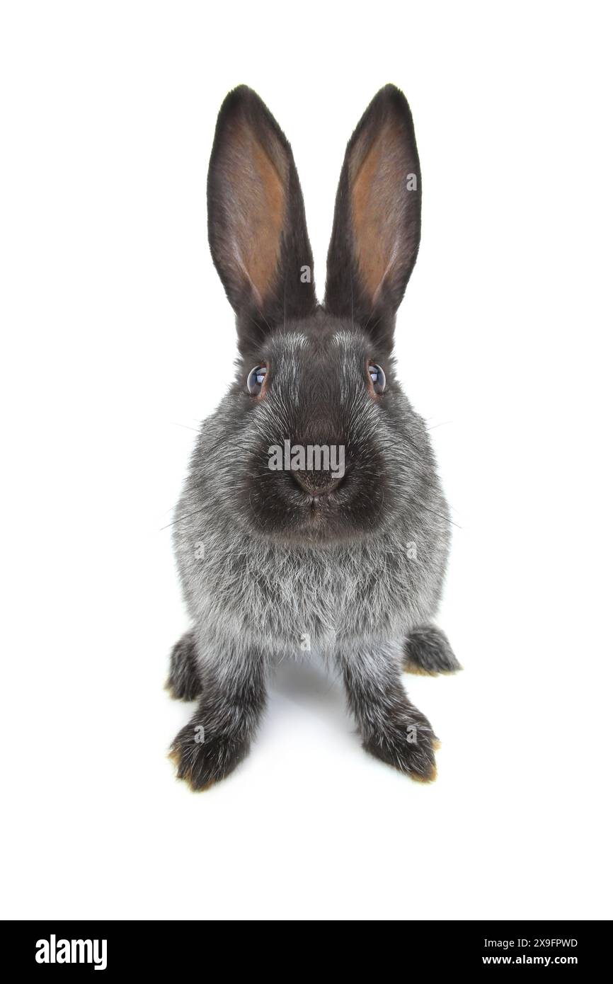 Rare Rabbit White Background rabbit on a white background Stock Photo - Alamy