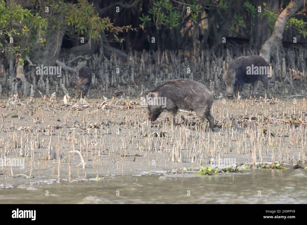 National animal of bangladesh hi-res stock photography and images - Alamy