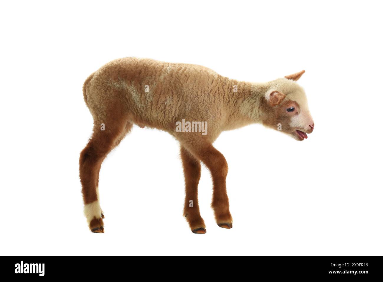 sheep on a white background Stock Photo - Alamy