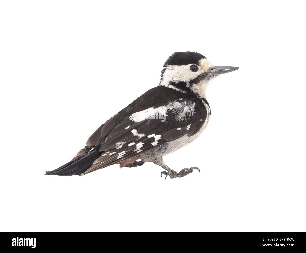 Great Spotted Woodpecker (Dendrocopos major) isolated on a white ...