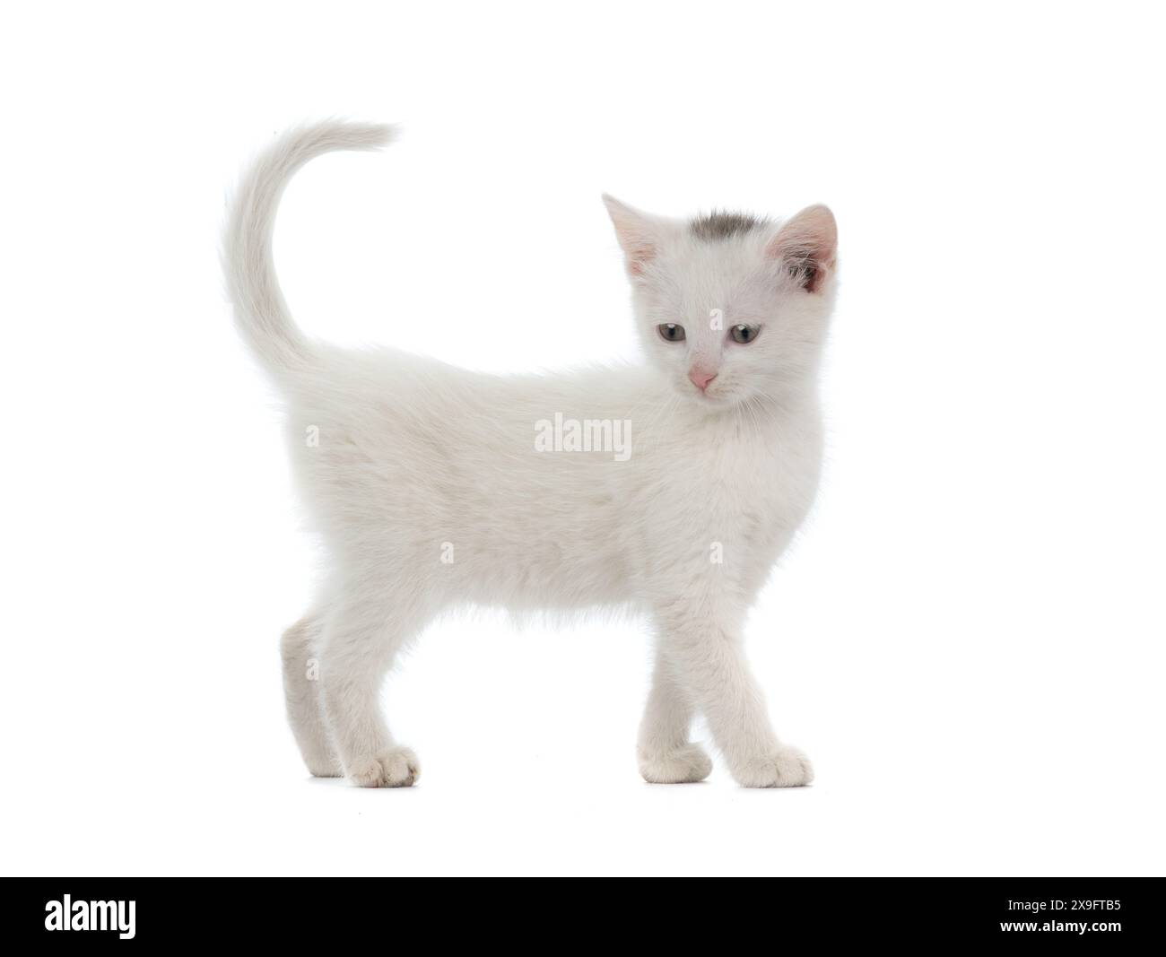 white kitten isolated on white background Stock Photo