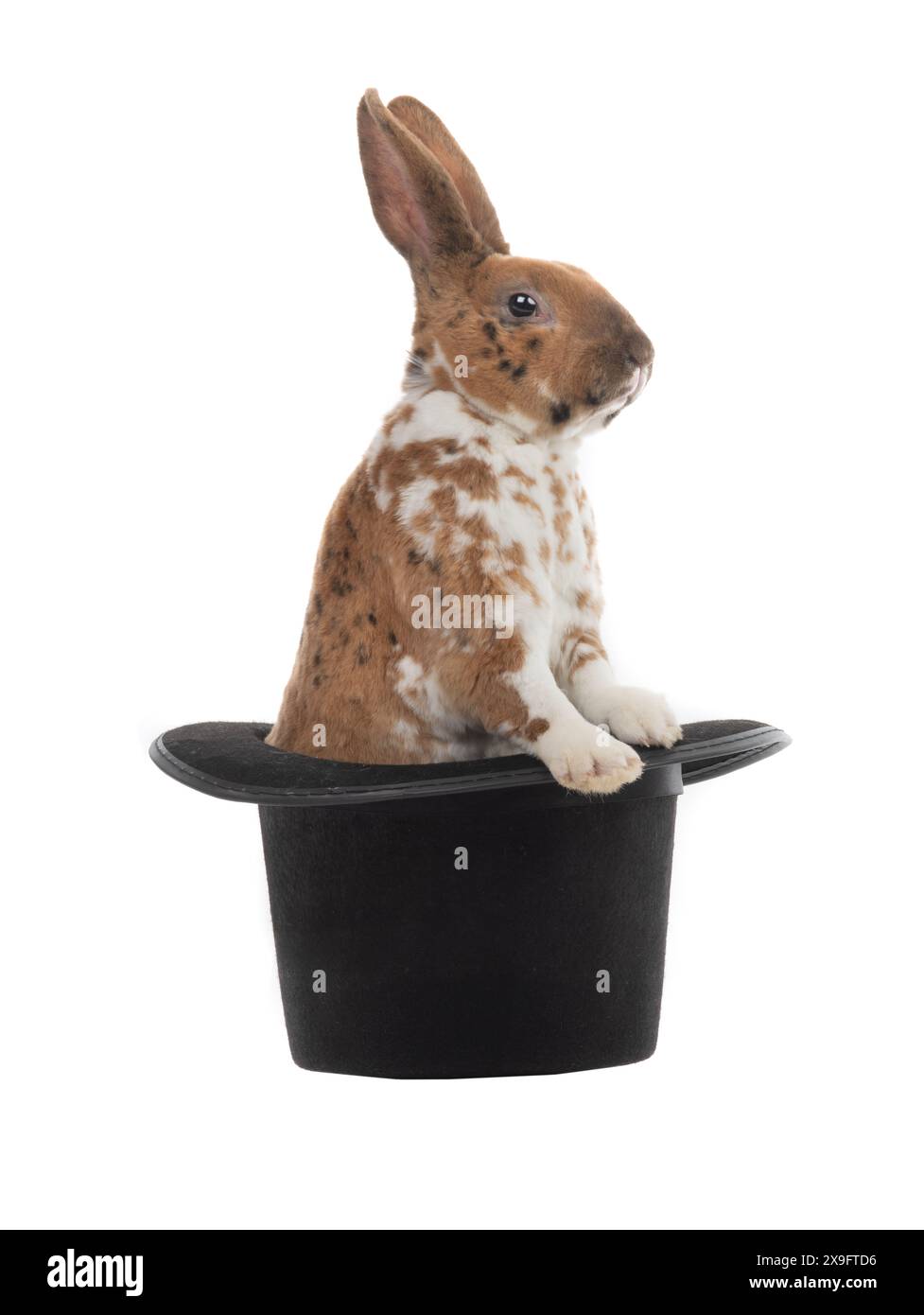 Bunny in hat hi-res stock photography and images - Alamy