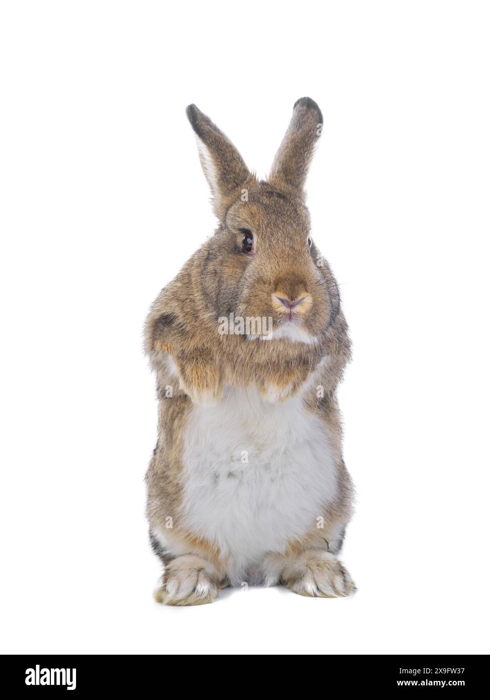 brown rabbit isolated on white background Stock Photo