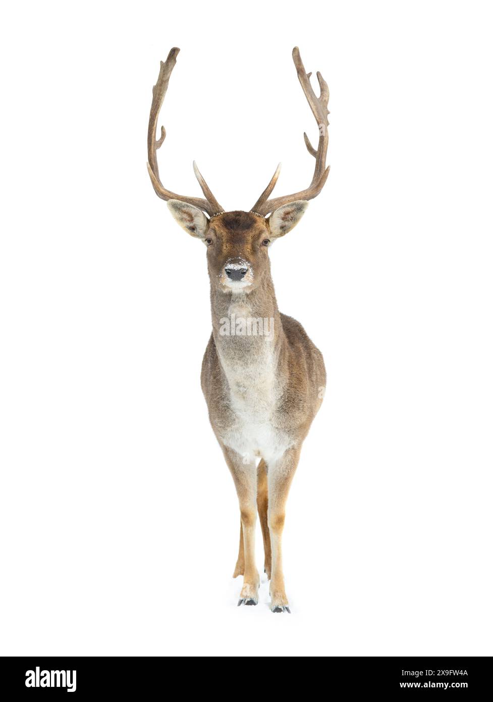 deer isolated on white background standing in the snow Stock Photo - Alamy