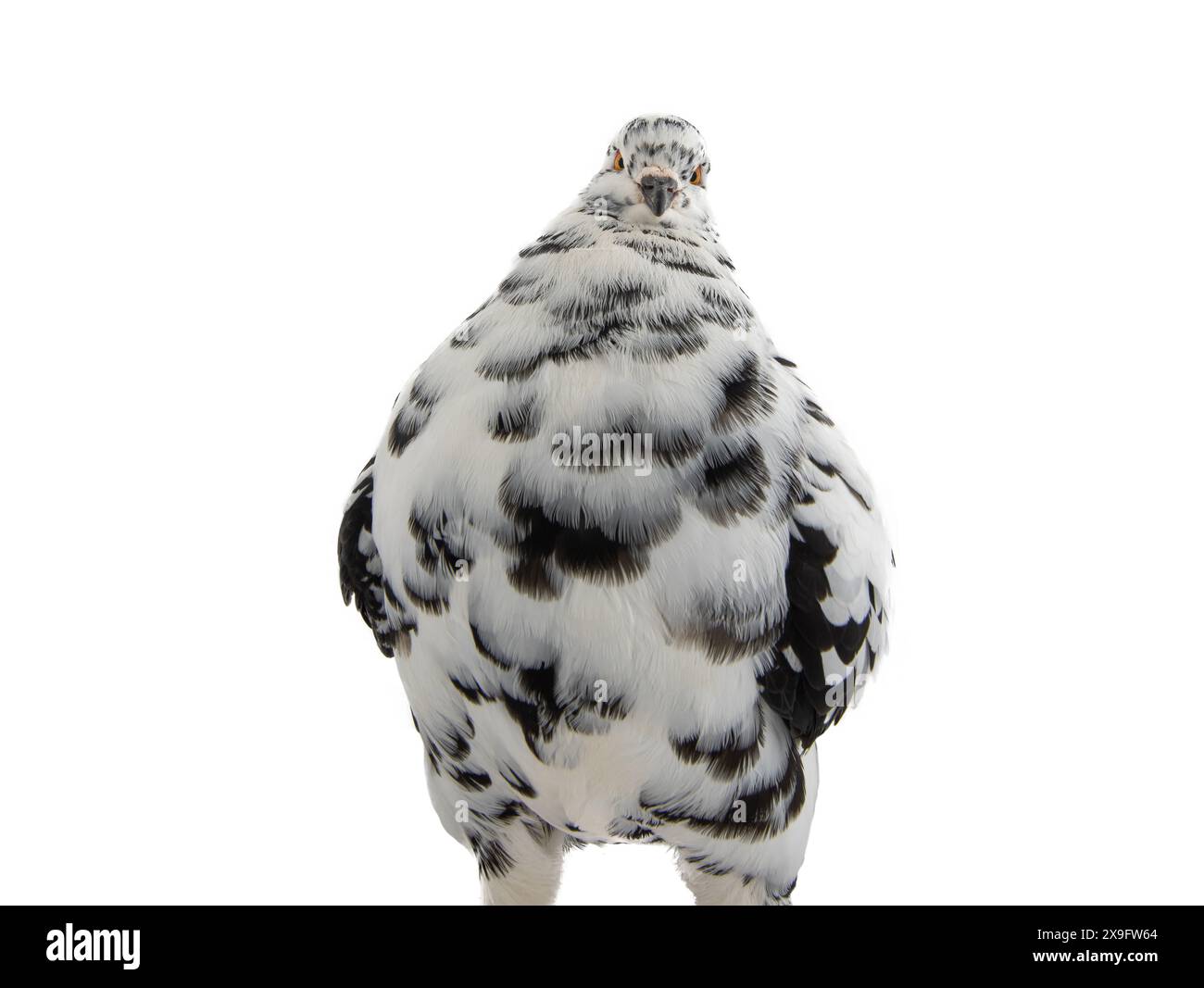 pigeon looks like a fat man who wants to lose weight isolated on white background Stock Photo