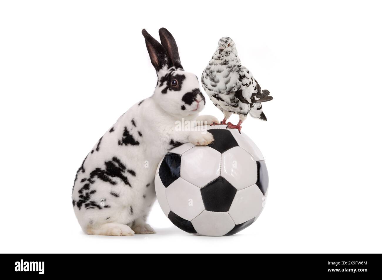 dove and rabbit stands near a soccer ball isolated on a white ...