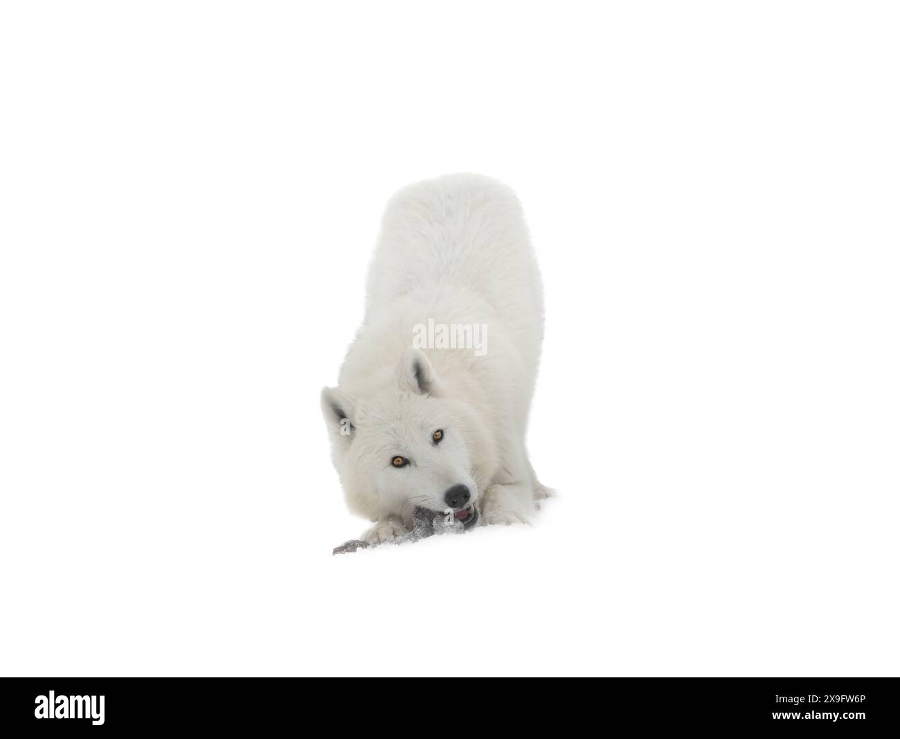 wolf eating prey on the snow isolated on white background Stock Photo