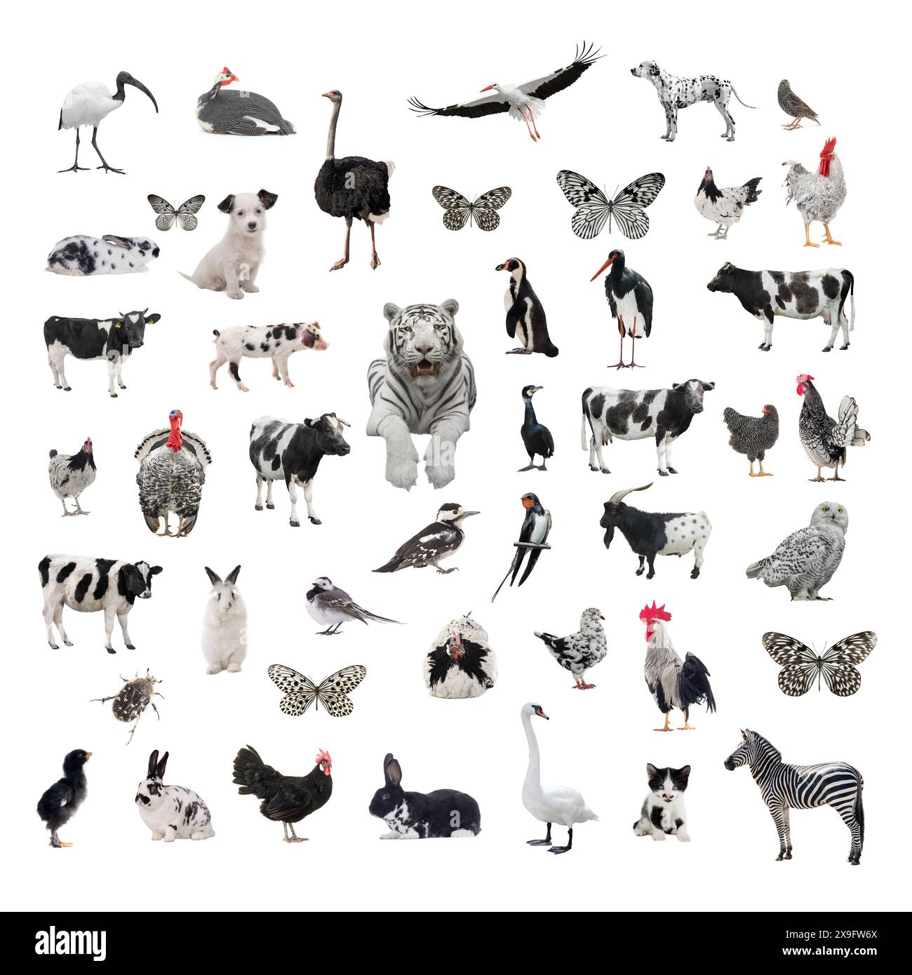 collage of black and white animals isolated on white background Stock Photo