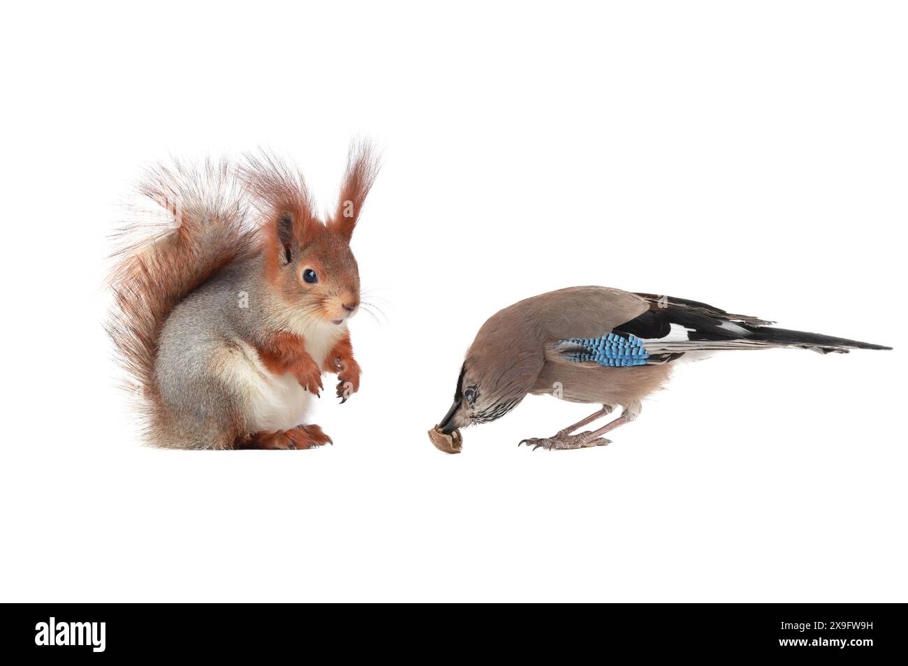 jay eats a nut in front of a squirrel isolated on white background Stock Photo