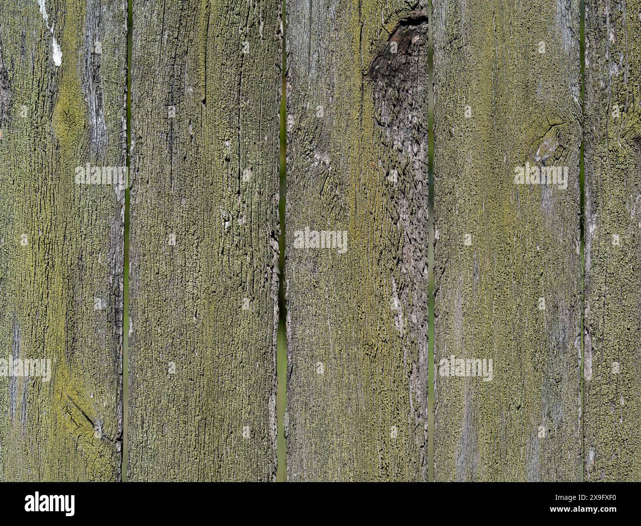 green surface eroded by time, old wood background. Stock Photo