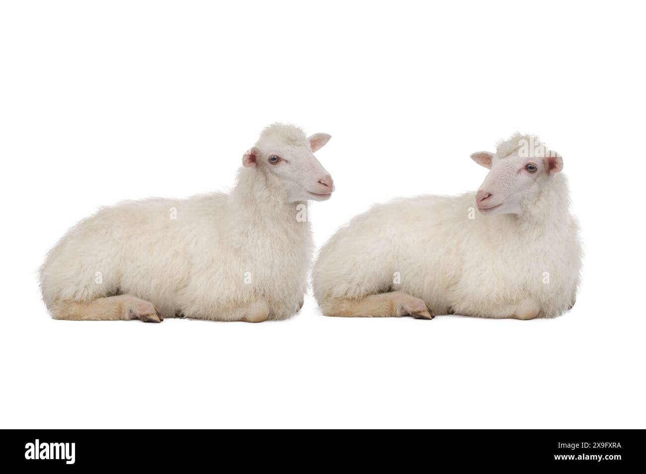 Two sheep isolated on white background Stock Photo - Alamy