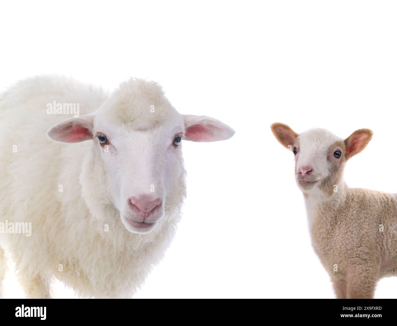 big sheep and small sheep isolated on white background Stock Photo - Alamy