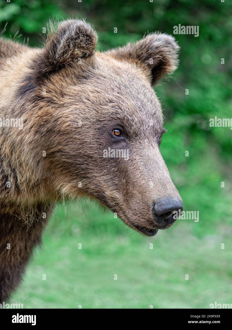 beautiful portrait of brown bear in the wild forest Stock Photo - Alamy
