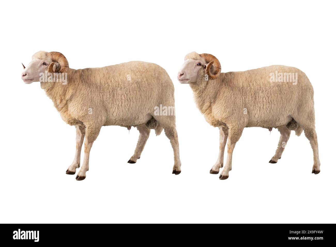 two white ram isolated on white background Stock Photo