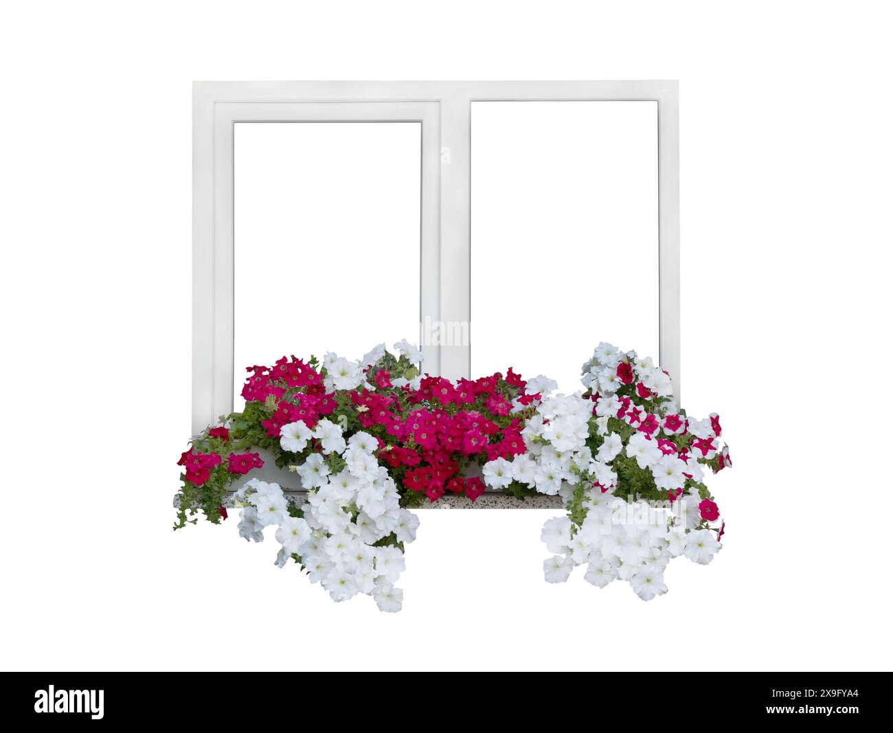 window with petunia flowers isolated on white background Stock Photo