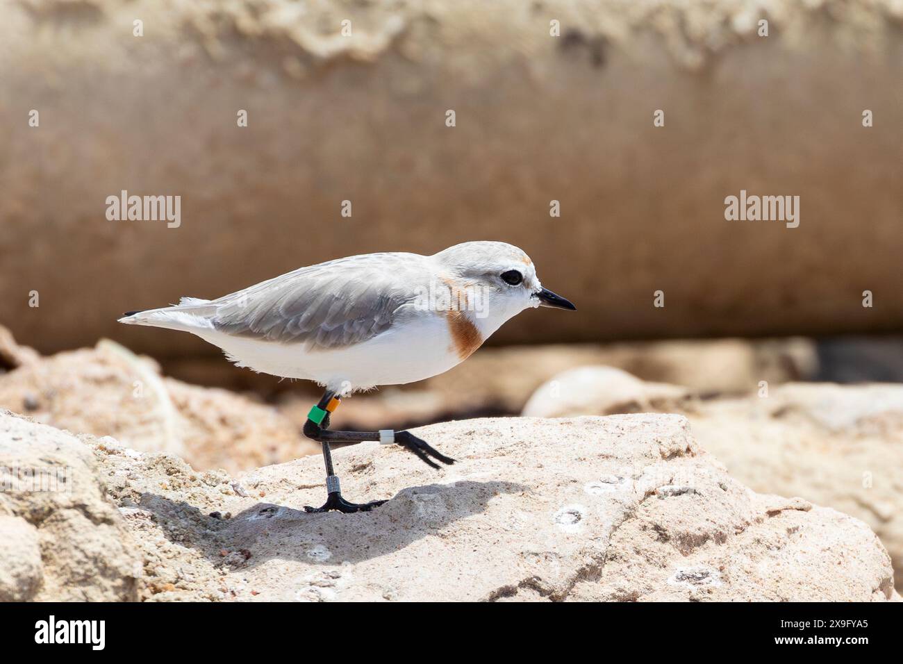 A ringed female Chestnut-banded Plover (Charadrius pallidus) at Kliphoek Salt pans, West Coast, South Africa. Near Threatened Stock Photo