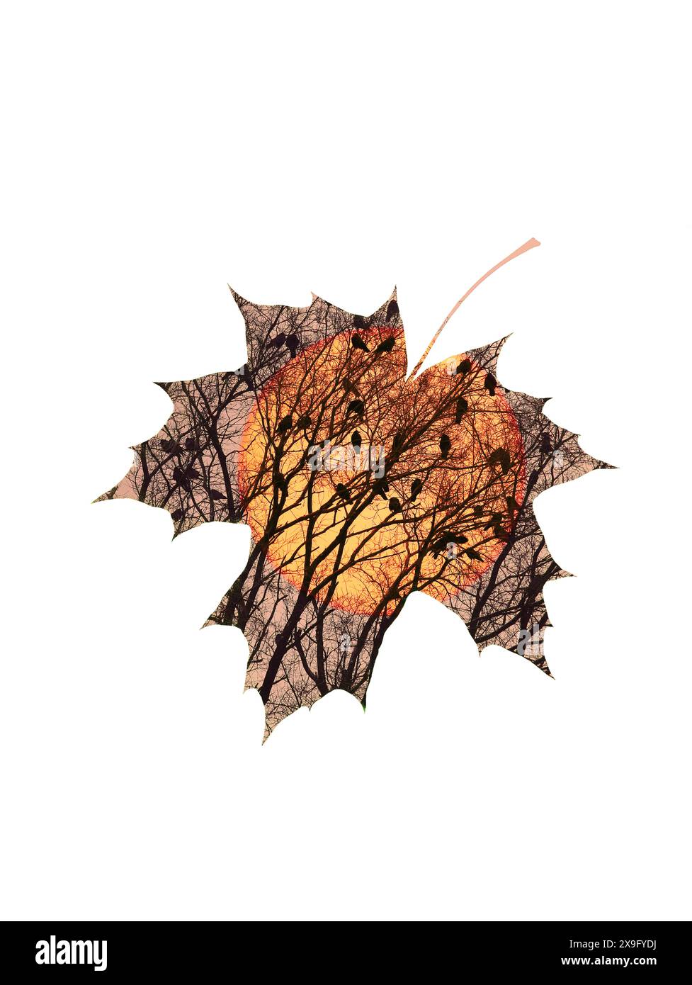 the outline of a maple leaf inside which Silhouette of a crow on a tree ...