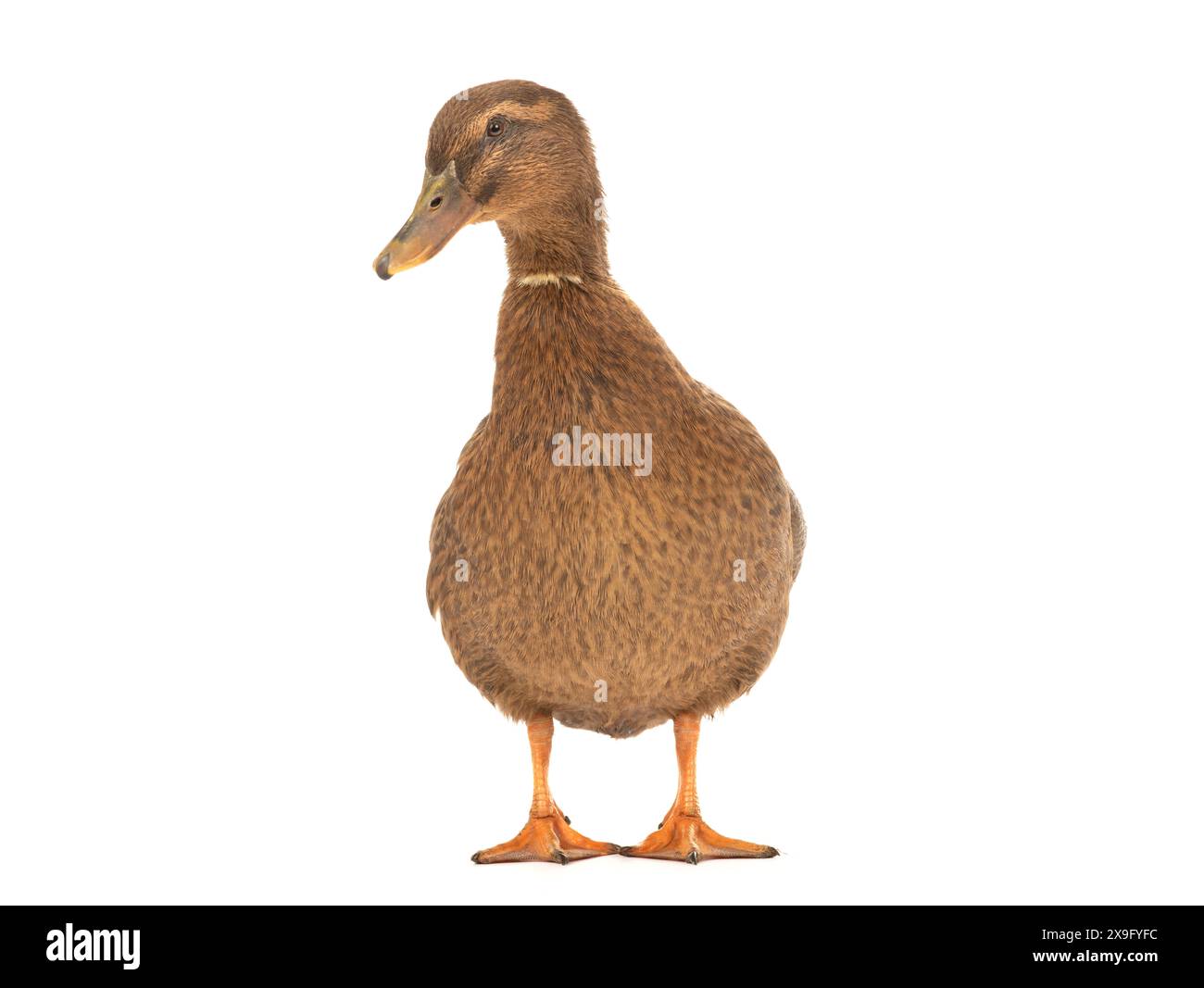 duck standing isolated on white background Stock Photo - Alamy