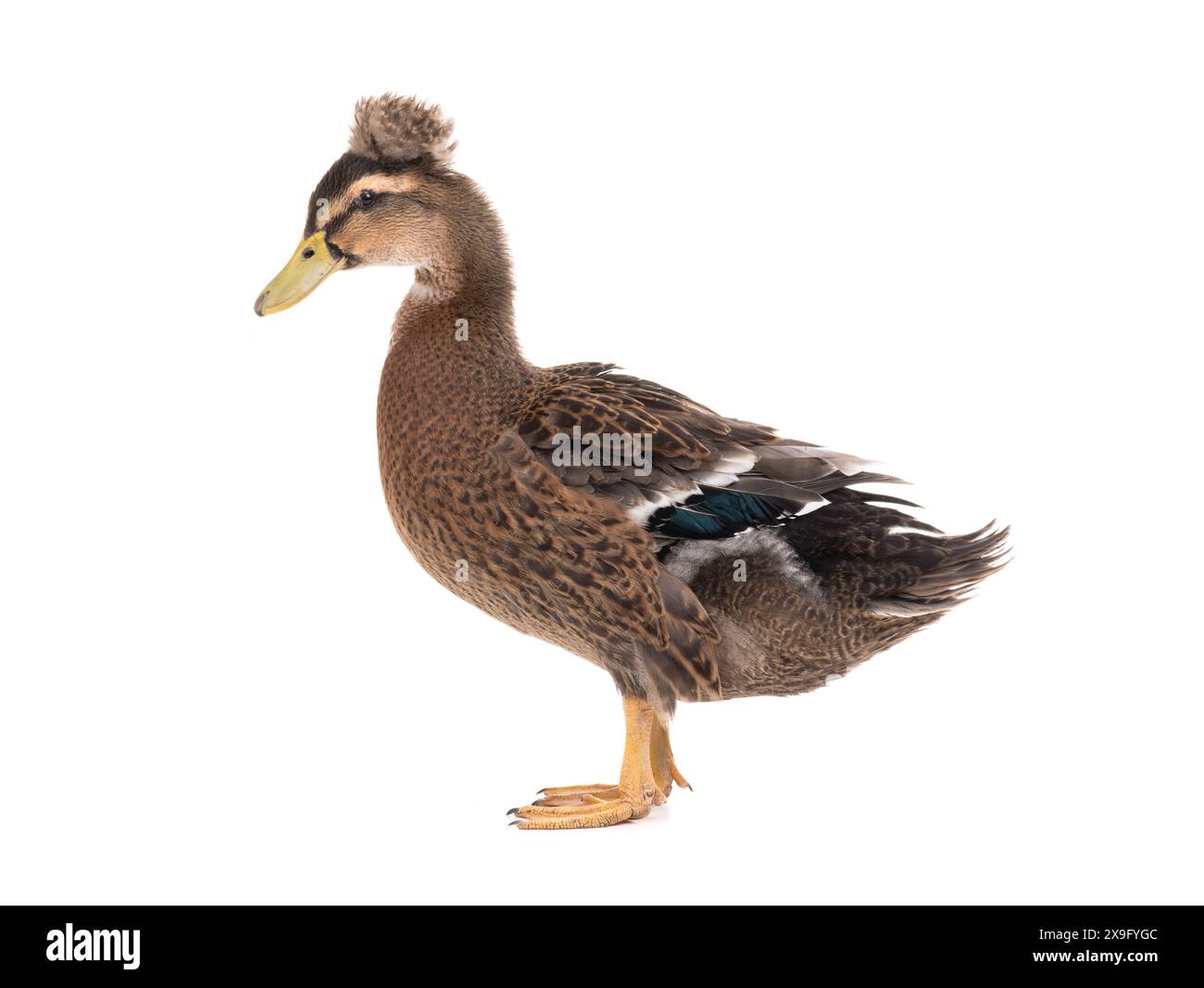 duck standing isolated on white background Stock Photo - Alamy