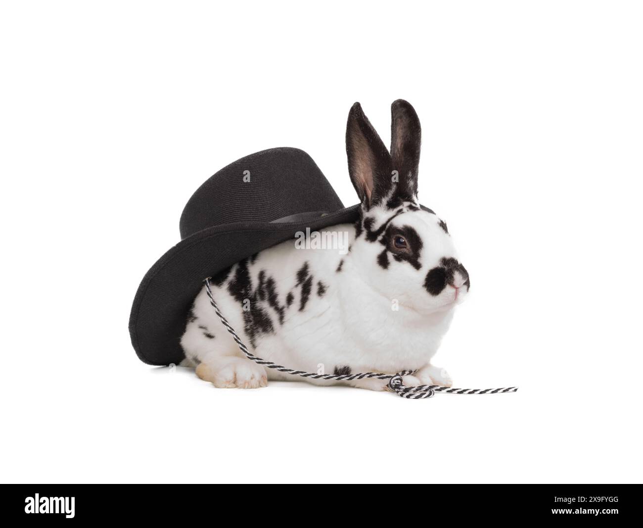 White rabbit with black hat isolated on white background Stock Photo