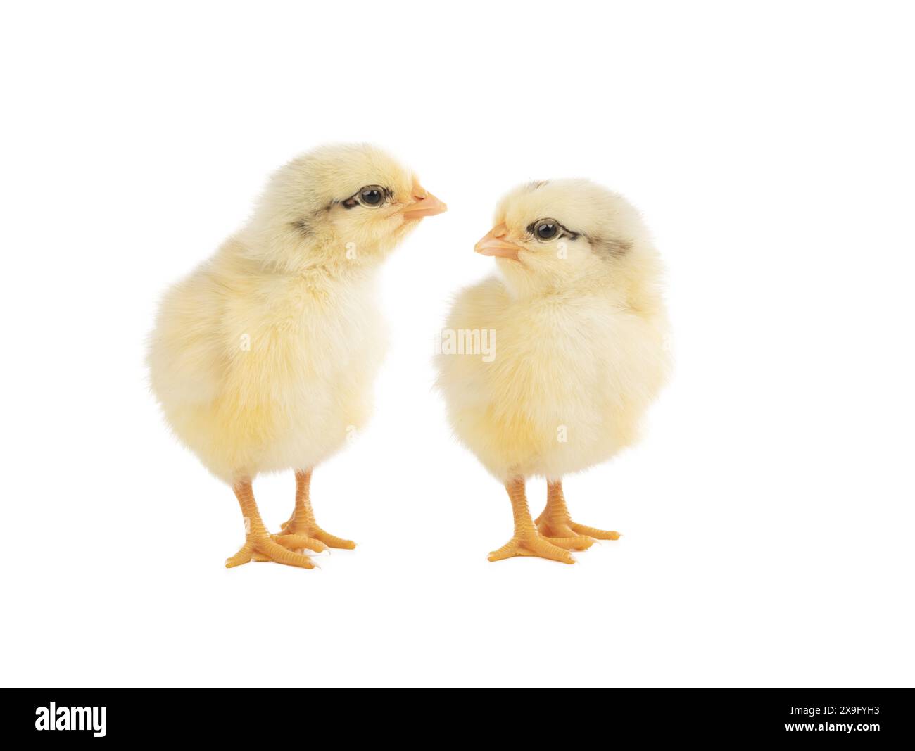 two chickens isolated on white background Stock Photo