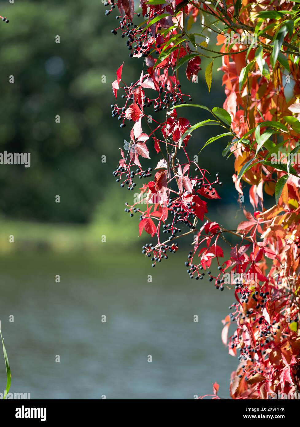 Sitting dragonfly on red leaves of wild grapes Stock Photo