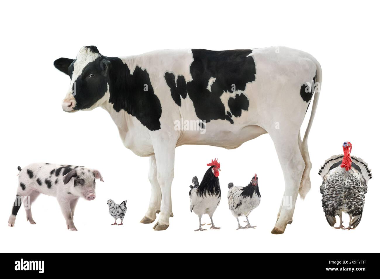 pets isolated on white background Stock Photo