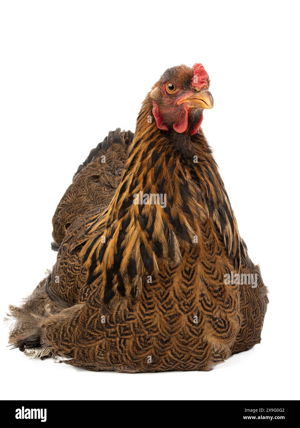 chicken brahma isolated on white background Stock Photo - Alamy