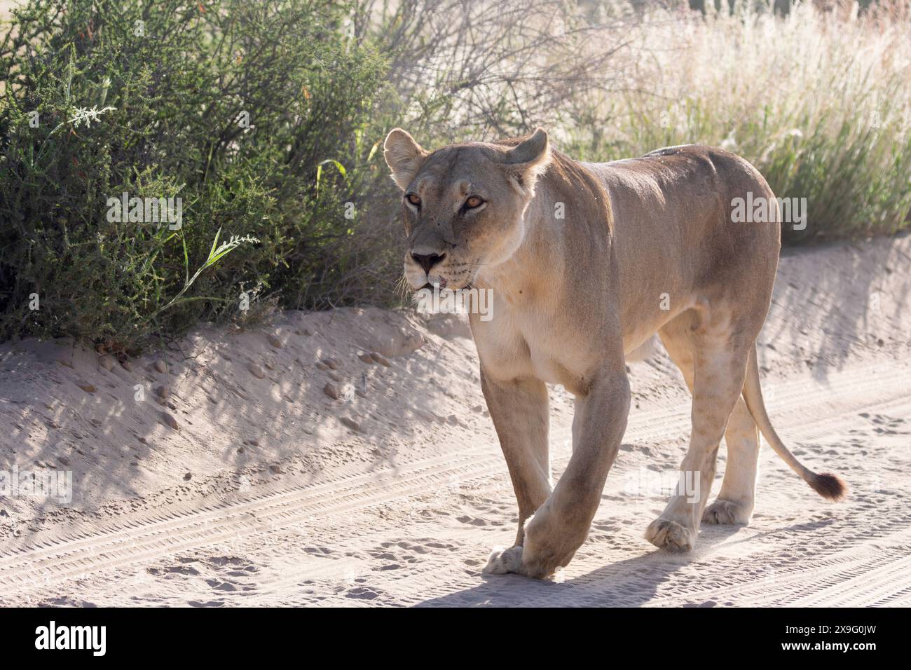 Kalahari Lion  (Panthera leo), lioness patrolling her territory at sunrise, Kgalagadi Transfrontier Park, South Africa Stock Photo