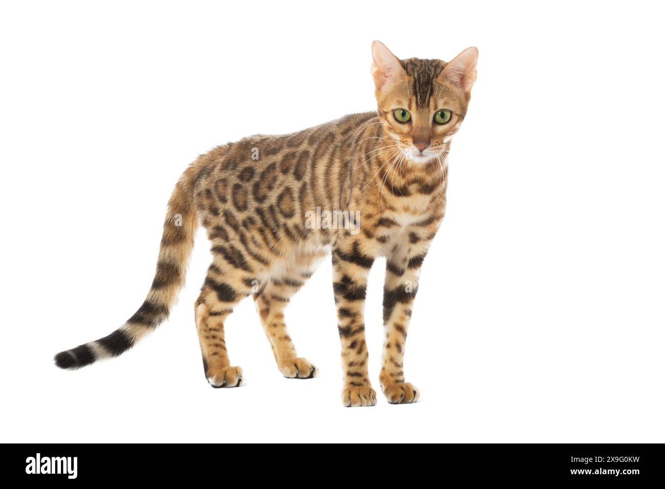 bengal cat isolated on white background Stock Photo