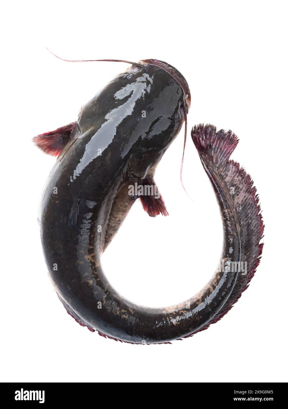 catfish fish isolated on white background Stock Photo