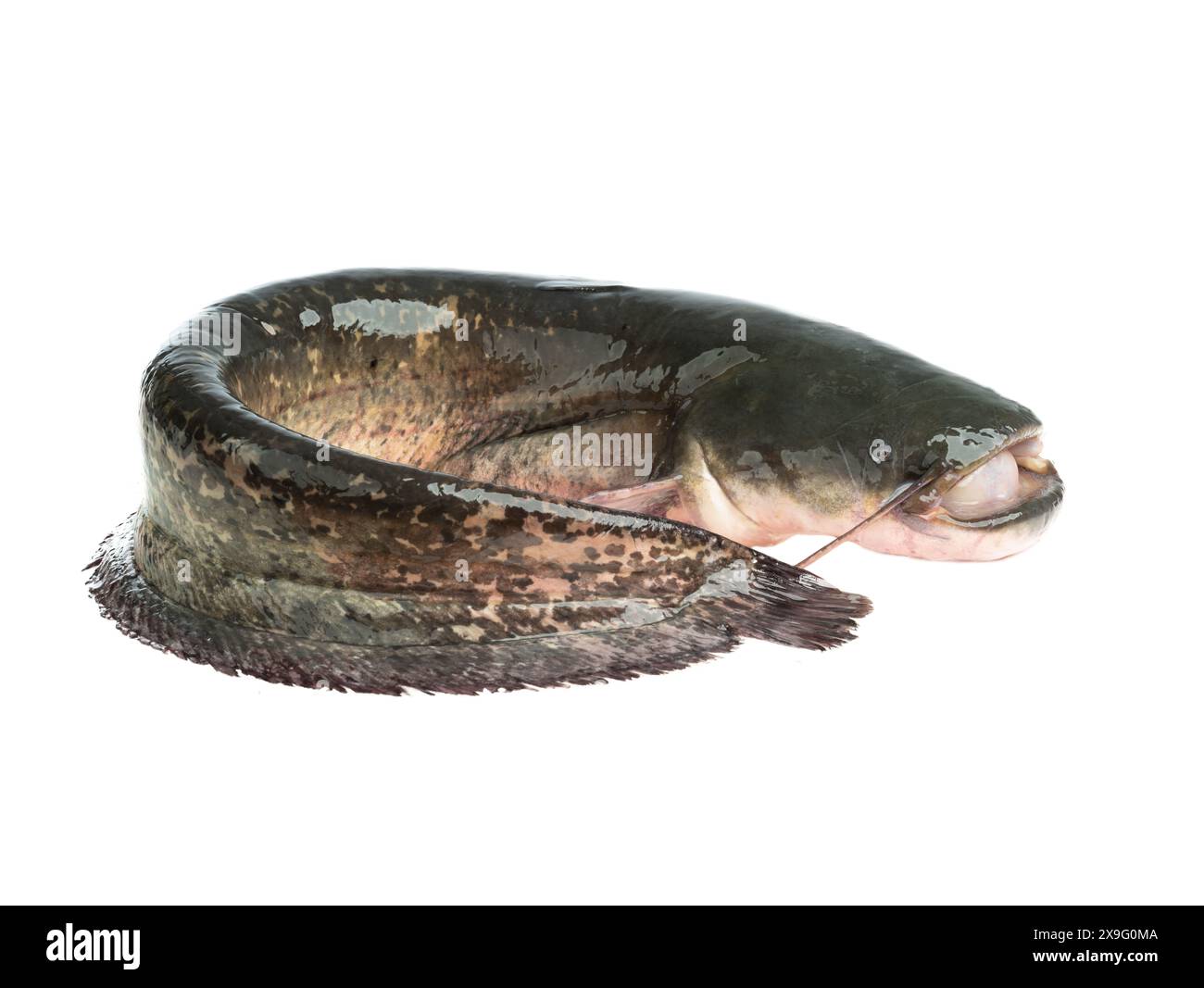 catfish fish isolated on white background Stock Photo